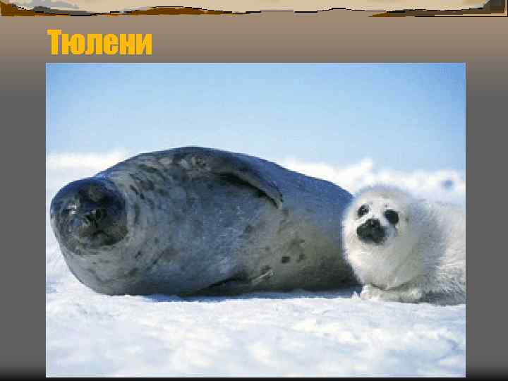 Тюлени 