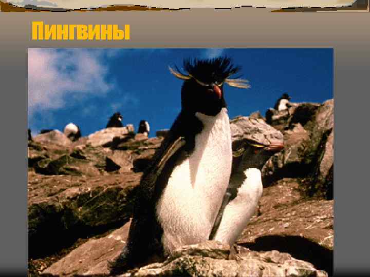 Пингвины 