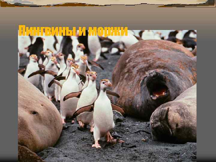 Пингвины и моржи 