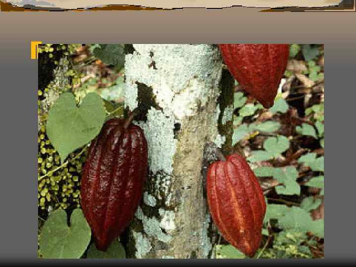 Плоды дерева какао 