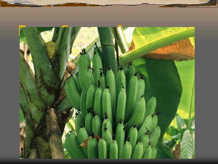 Плоды банановой пальмы 