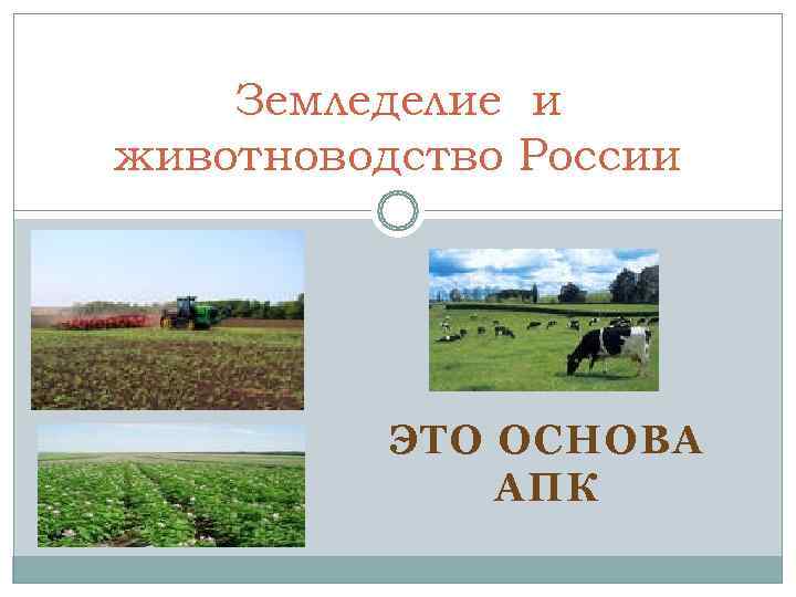   Земледелие и животноводство России    ЭТО ОСНОВА   