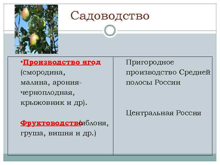   Садоводство  • Производство ягод  Пригородное (смородина,    производство