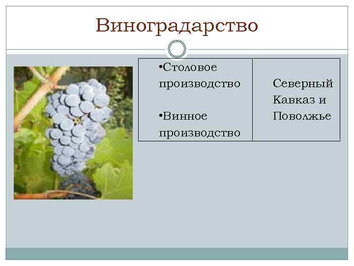 Виноградарство  • Столовое производство  Северный     Кавказ и 