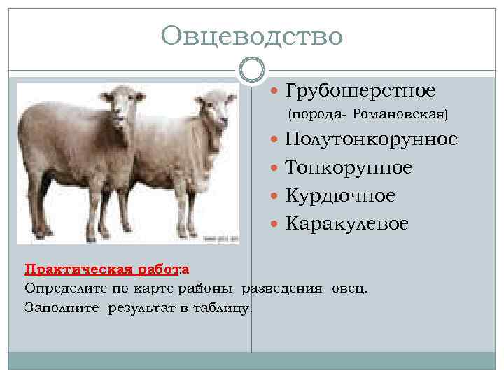     Овцеводство       Грубошерстное  