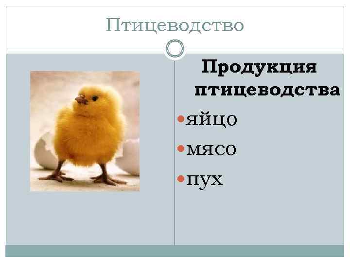 Птицеводство   Продукция  птицеводства  яйцо  мясо  пух 