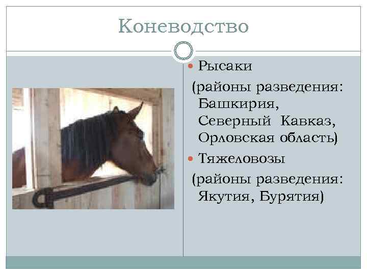 Коневодство  Рысаки  (районы разведения:   Башкирия,   Северный Кавказ, 