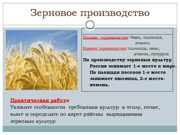   Зерновое производство      Озимое зерноводство: Рожь, пшеница, 