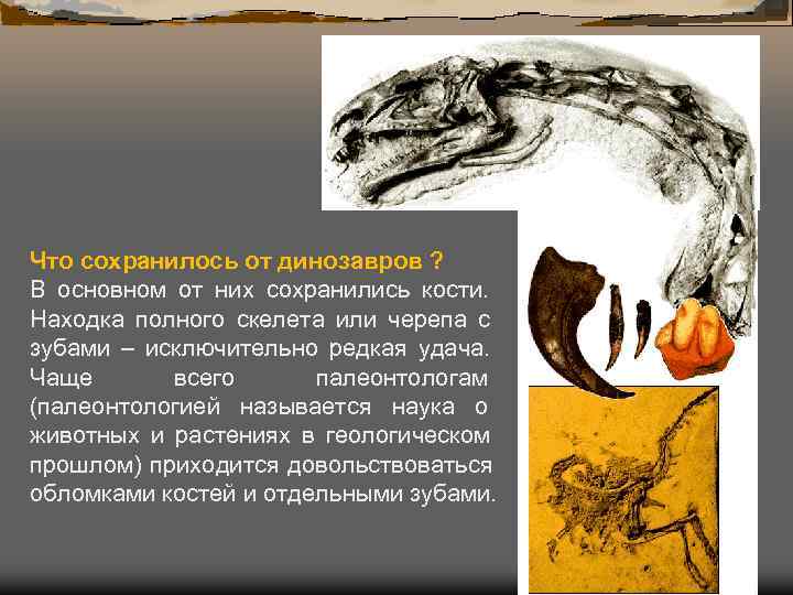 Что сохранилось от динозавров ? В основном от них сохранились кости. Находка полного скелета Что сохранилось от динозавров ? В основном от них сохранились кости. Находка полного скелета