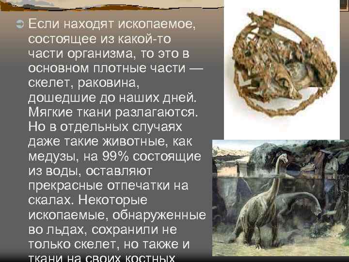Ü Еслинаходят ископаемое, состоящее из какой-то части организма, то это в основном плотные Ü Еслинаходят ископаемое, состоящее из какой-то части организма, то это в основном плотные