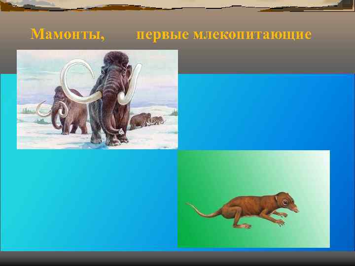 Мамонты, первые млекопитающие Мамонты, первые млекопитающие