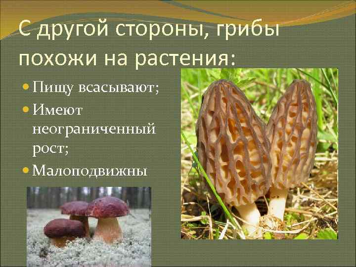 Чем схожи грибы и растения