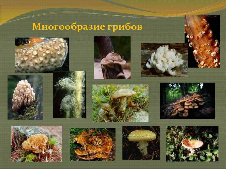 Многообразие грибов 