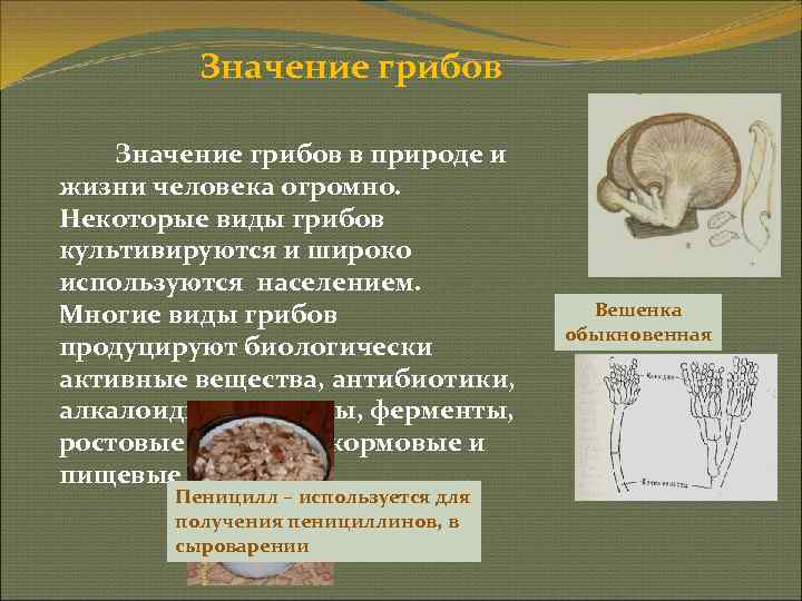    Значение грибов в природе и жизни человека огромно. Некоторые виды грибов