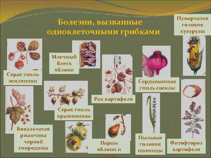       Пузырчатая   Болезни, вызванные   