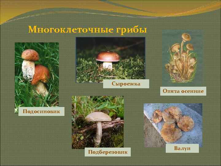  Многоклеточные грибы     Сыроежка      