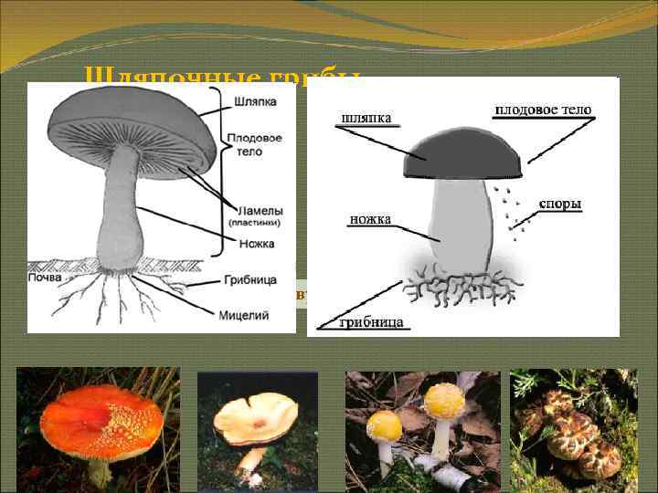  Шляпочные грибы     Грибница Растут очень быстро, живут около десяти