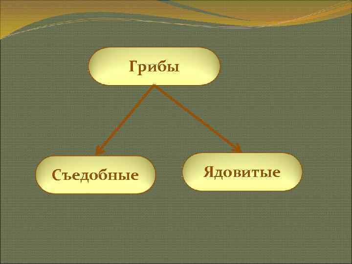   Грибы Съедобные Ядовитые 