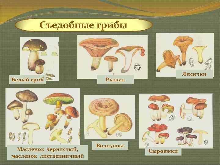   Съедобные грибы     Лисички Белый гриб   Рыжик
