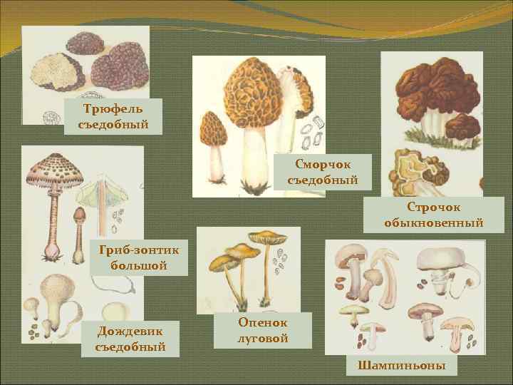  Трюфель съедобный     Сморчок    съедобный  