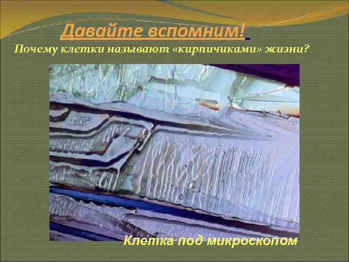  Давайте вспомним! Почему клетки называют «кирпичиками» жизни?     Клетка под