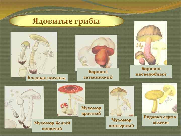  Ядовитые грибы    Боровик       несъедобный