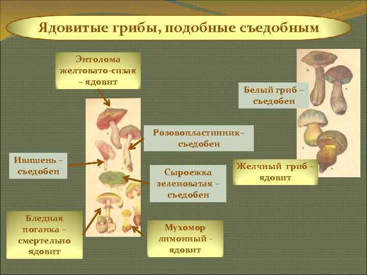   Ядовитые грибы, подобные съедобным   Энтолома   желтовато-сизая  –