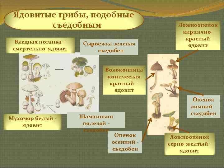  Ядовитые грибы, подобные   съедобным     Ложноопенок  