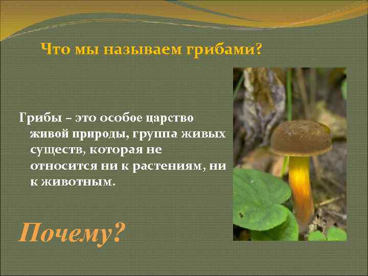 Грибы это растения или животные. Грибы особое царство живой природы. Грибы это особое царство природы. Грибы особая группа живых существ. Грибы это особая группа.