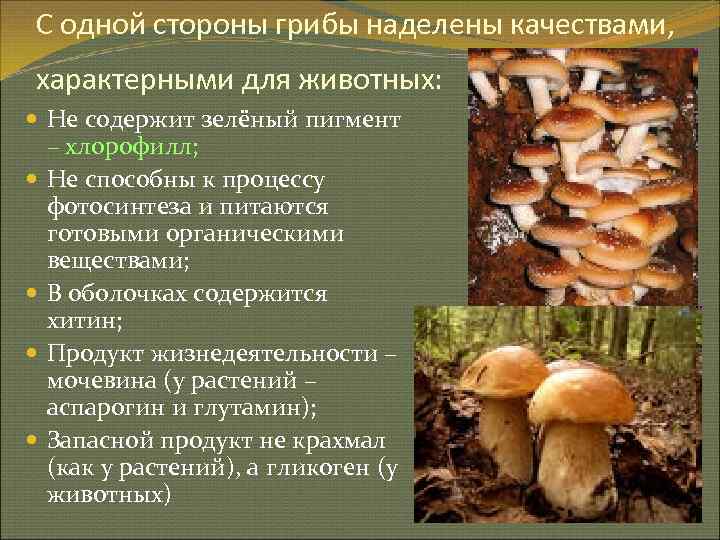 С одной стороны грибы наделены качествами, характерными для животных:  Не содержит зелёный пигмент