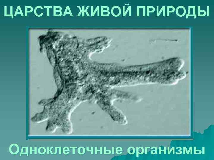 ЦАРСТВА ЖИВОЙ ПРИРОДЫ Одноклеточные организмы 