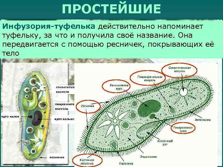    ПРОСТЕЙШИЕ Инфузория-туфелька действительно напоминает туфельку, за что и получила своё название.