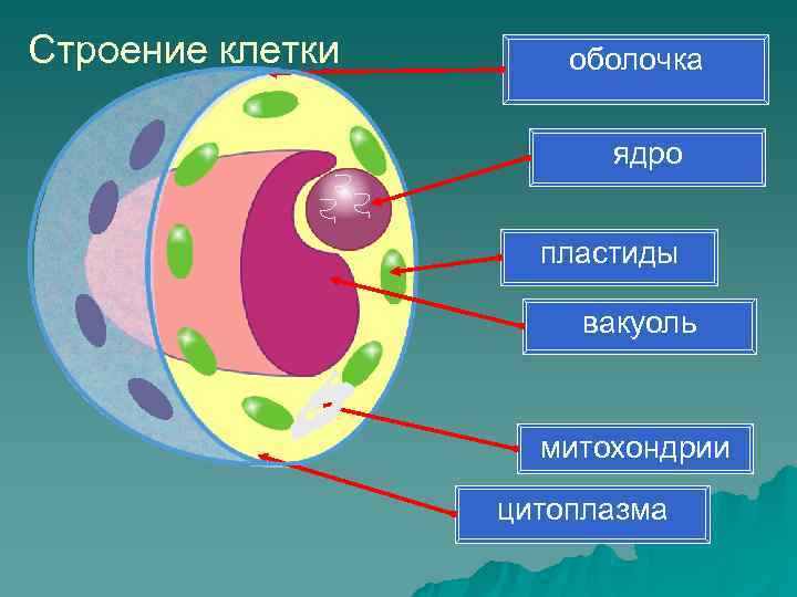 Ядро клетки схема