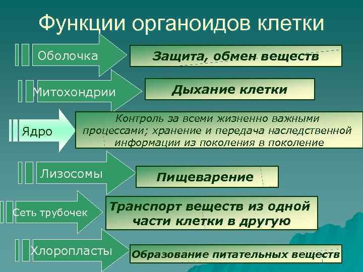   Функции органоидов клетки Оболочка  Защита, обмен веществ Митохондрии   Дыхание