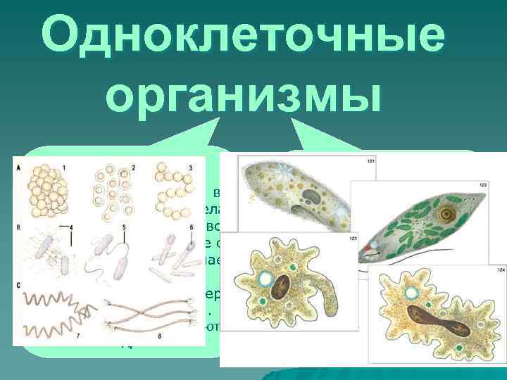  Одноклеточные  организмы Бактерии    Простейшие  встречаются повсюду: в 