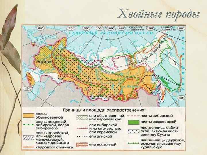 Хвойные породы 