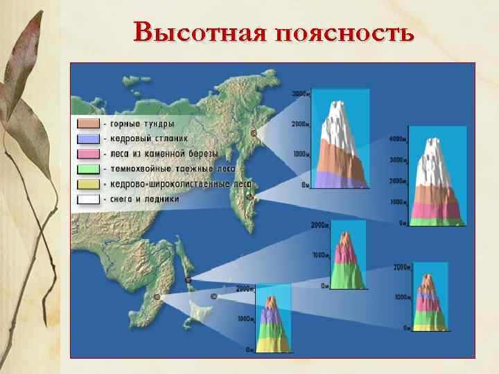 Природные зоны востока. Высотная поясность гор дальнего Востока. Природные зоны дальнего Востока Высотная поясность. Горы дальнего Востока Высотная поясность. Высотные пояса Сихотэ-Алинь.