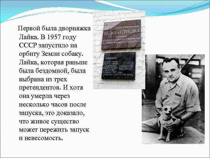 Первой была дворняжка Лайка. В 1957 году СССР запустило на орбиту Земли собаку. Лайка,