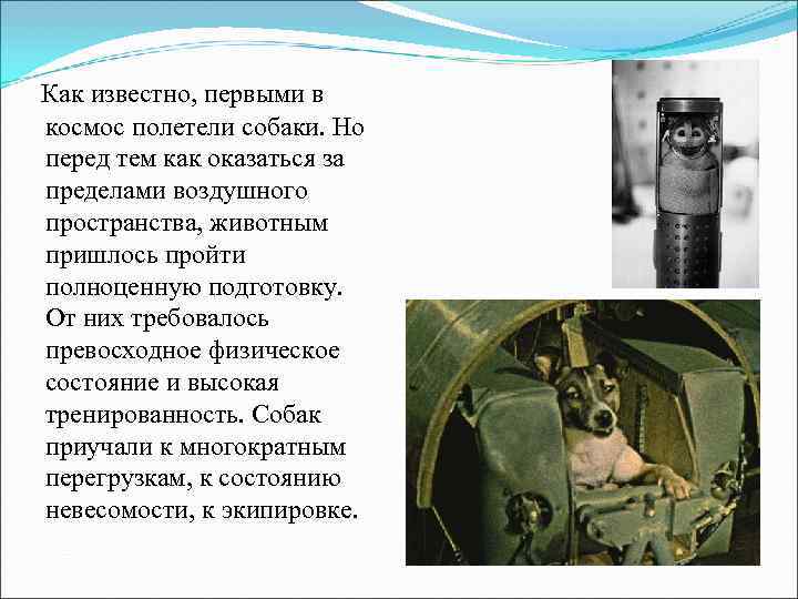 Как известно, первыми в космос полетели собаки. Но перед тем как оказаться за пределами