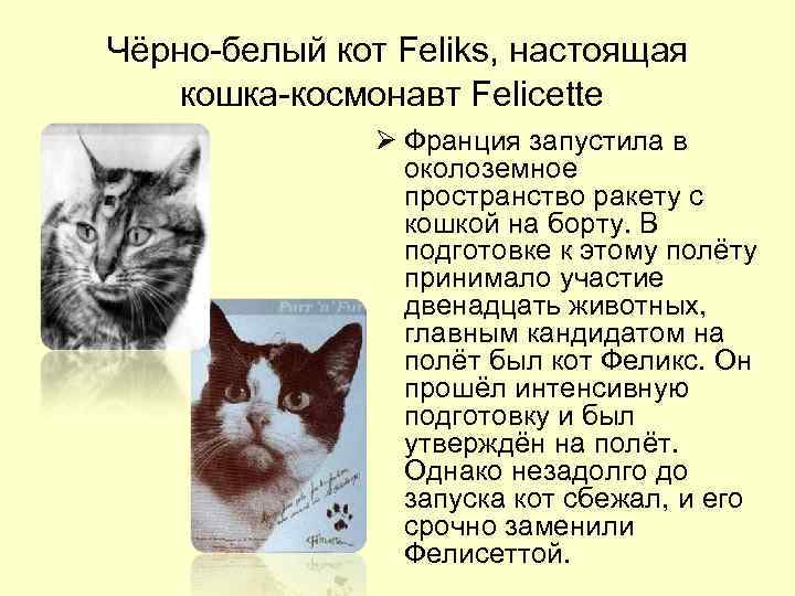 Чёрно-белый кот Feliks, настоящая  кошка-космонавт Feliсette    Ø Франция запустила в
