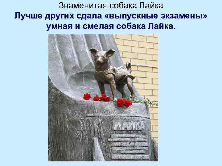    Знаменитая собака Лайка Лучше других сдала «выпускные экзамены»  умная и