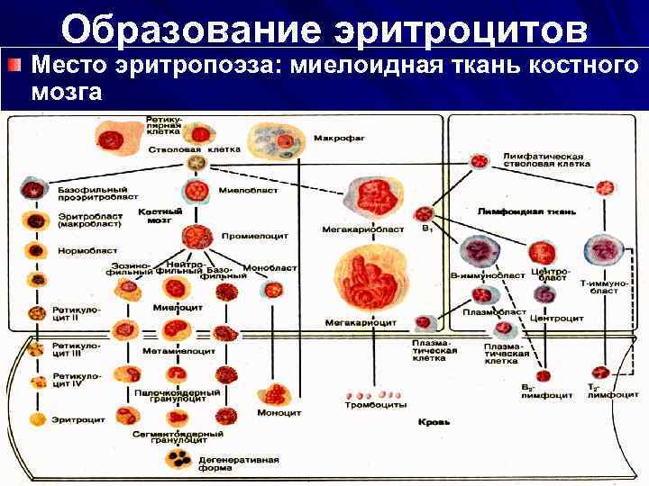  Образование эритроцитов  Место эритропоэза: миелоидная ткань костного  мозга   
