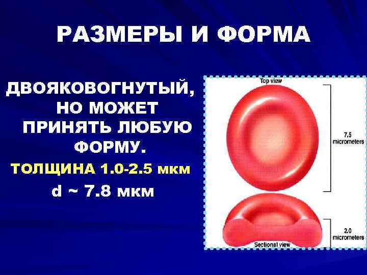   РАЗМЕРЫ И ФОРМА ДВОЯКОВОГНУТЫЙ, НО МОЖЕТ ПРИНЯТЬ ЛЮБУЮ ФОРМУ. ТОЛЩИНА 1. 0