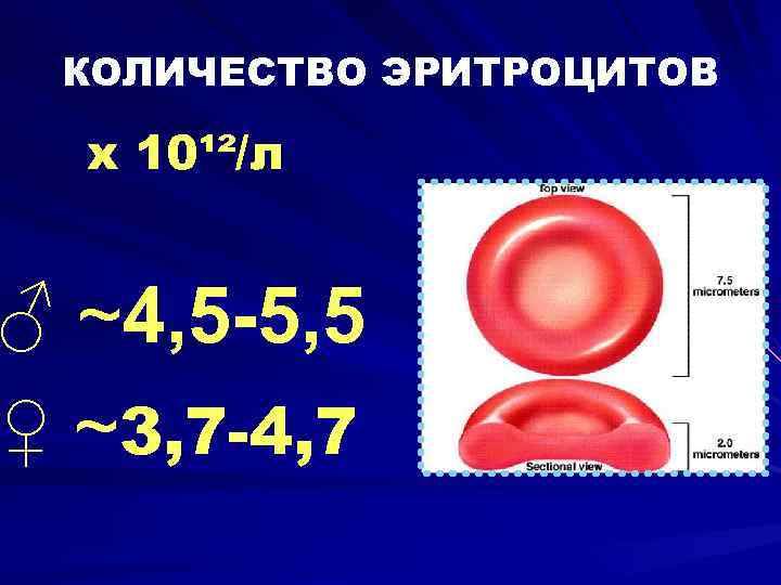 Физиология эритроцитов презентация