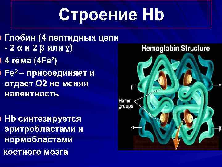   Строение Hb Глобин (4 пептидных цепи - 2 α и 2 β