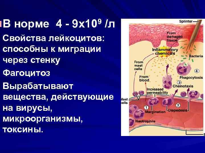  В норме 4 - 9 х109 /л  Свойства лейкоцитов: способны к миграции