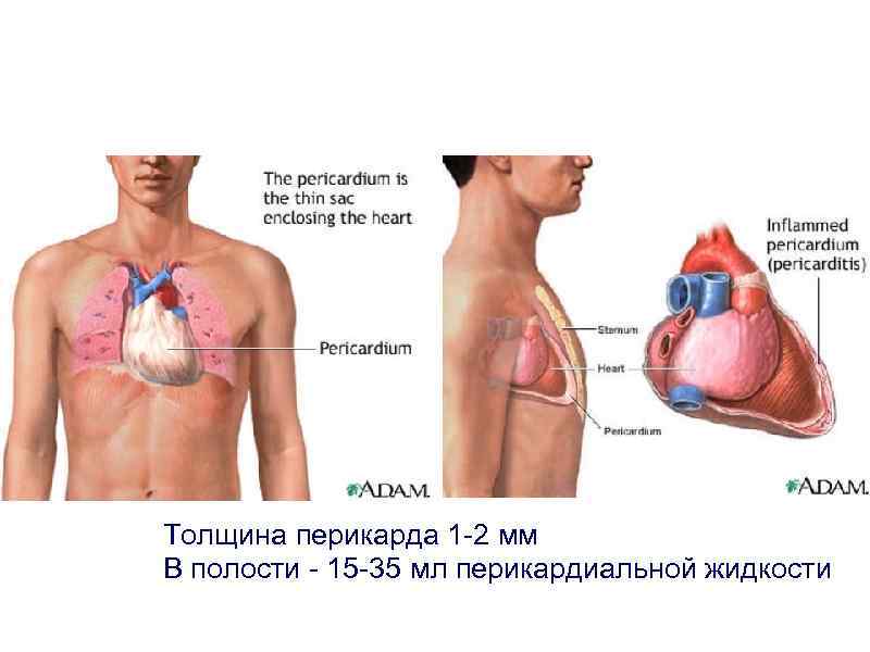 Толщина перикарда 1 -2 мм В полости - 15 -35 мл перикардиальной жидкости 