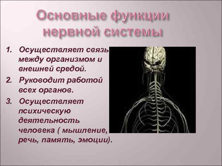 1 функция нервной системы. Функции нервной системы. Функции нервной системы человека. Основные функции нервной системы. Нервная система человека выполняет функции.