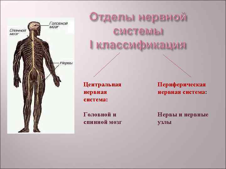 Центральная Периферическая нервная система: Головной и Нервы и нервные спинной мозг Центральная Периферическая нервная система: Головной и Нервы и нервные спинной мозг
