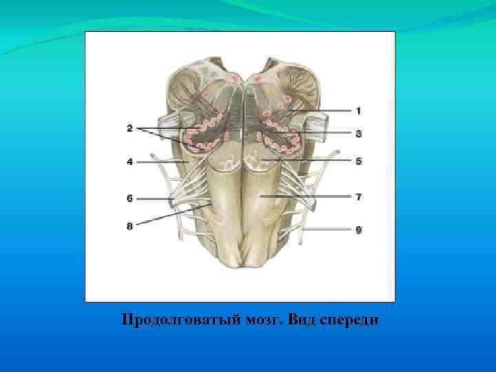 4 продолговатый мозг. Продолговатый мозг Синельников. Ствол головного мозга спереди. Продолговатый мозг вид спереди. Анатомические образования продолговатого мозга.